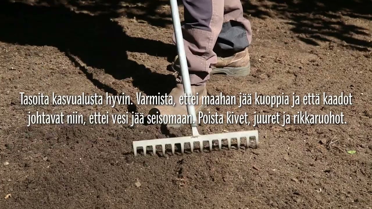 Nurmikon perustaminen