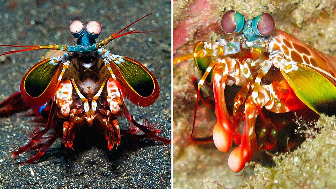 2 Animal Facts That Sound Fake but Are 100% True!