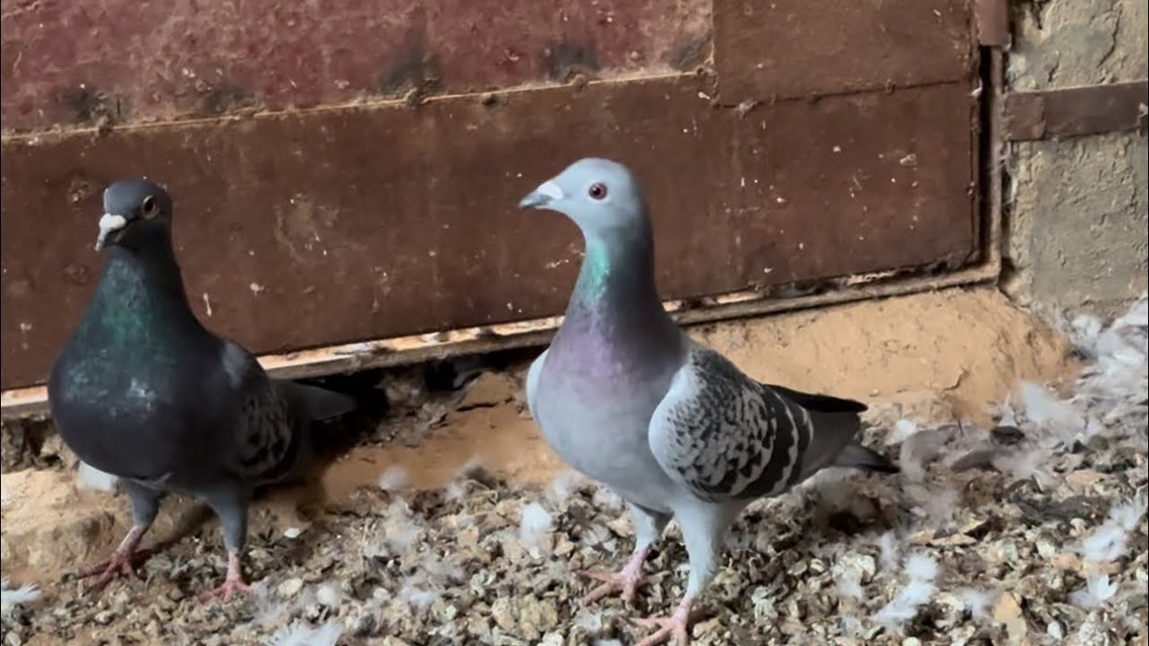     نبي نسوي عريشه من جديده عند المربط للحمام👍