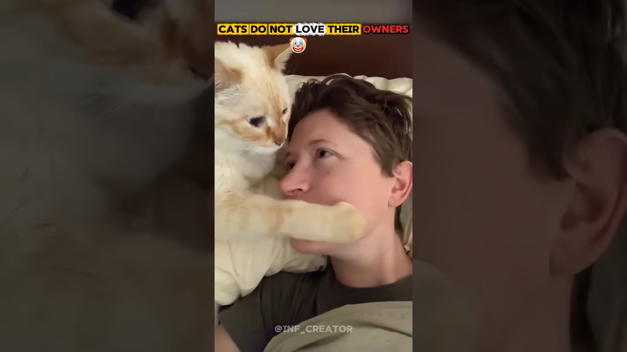 Cats Do Not Love Their Owners🤡🗿,#cat #trolfaceedit #trollface #shorts