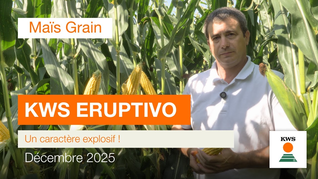 KWS ERUPTIVO | Ma&iuml;s demi-pr&eacute;coce #plus4GRAIN &ndash; Un caract&egrave;re explosif !