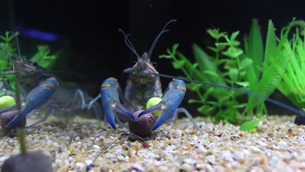 Crayfish Rig Wars Volume 1 -  The KD Snowman Rig