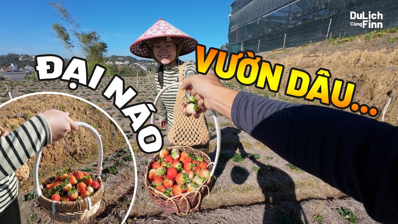 Yamaha Jupiter Finn - Đại Náo Vườn Dâu Đà Lạt; Bạn Nên Thử Khi Đến Đà Lạt