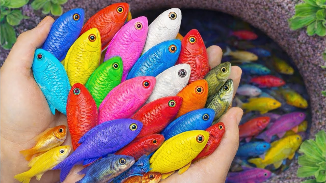 Main di Akuarium! Tangkap Ikan Hias Cantik 😄
