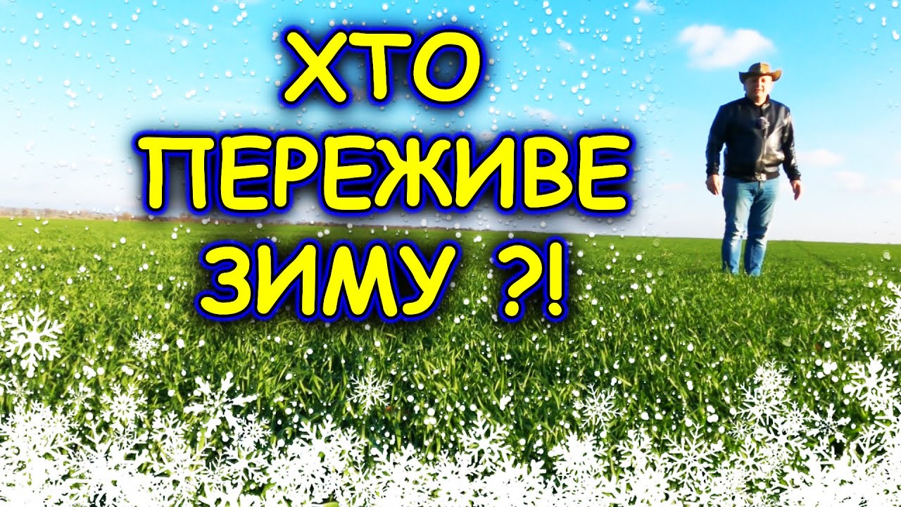 🤔ПІЗНО ПОСІЯВ ПШЕНИЦЮ ЧИ БУДЕ ВРОЖАЙ?? #агрован #дбхотин #днфієста #органофоска #колисіять
