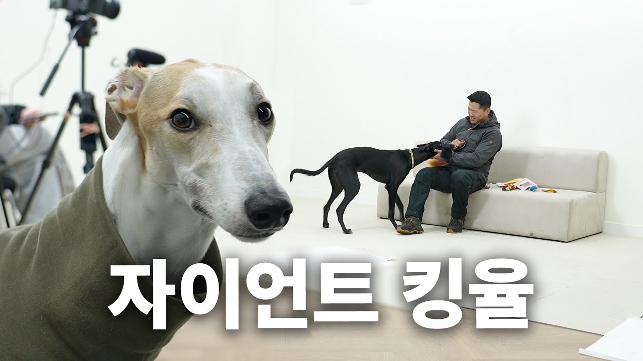 본인들도 잘난 거를 아는 비주얼 | 견종백과 그레이하운드편