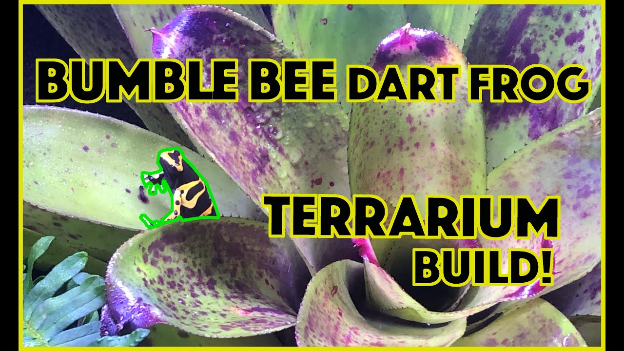 Bumble Bee Dart Frog Terrarium Build!