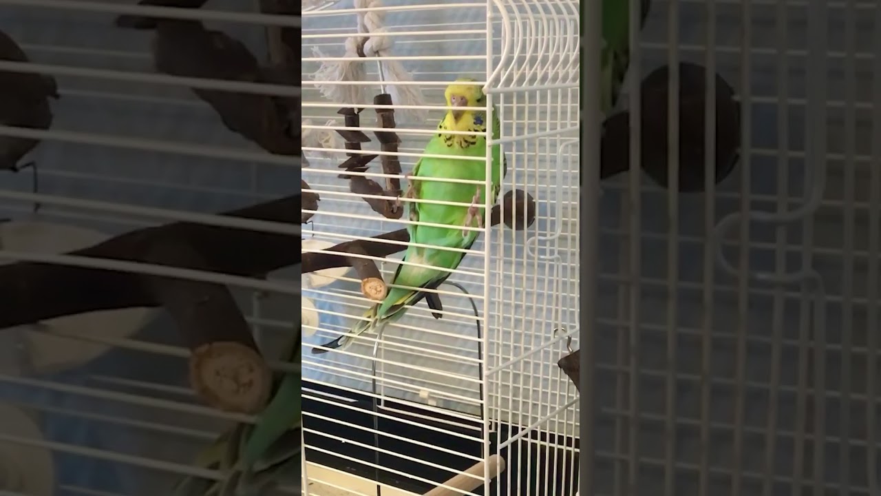 Hoe maak je een vogel tam - Deel 2 - parkiet