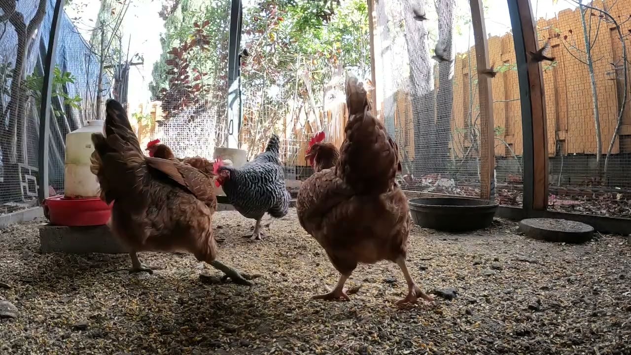 Backyard Chickens Fun Continuous Long Coop Activity Sounds Noises Hens Clucking Roosters Crowing!