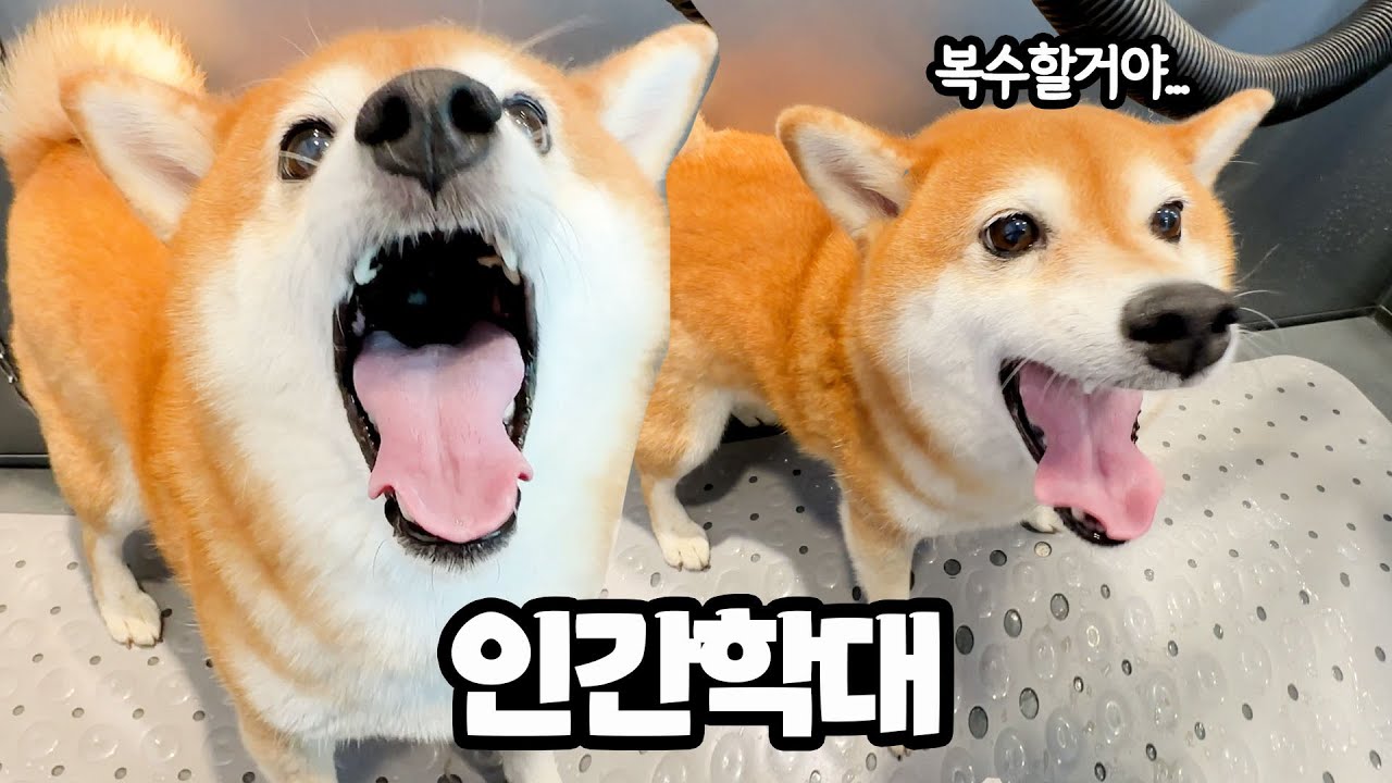 시바견 목욕시키다 기절할 뻔 했습니다 ㅠㅠㅋㅋㅋ