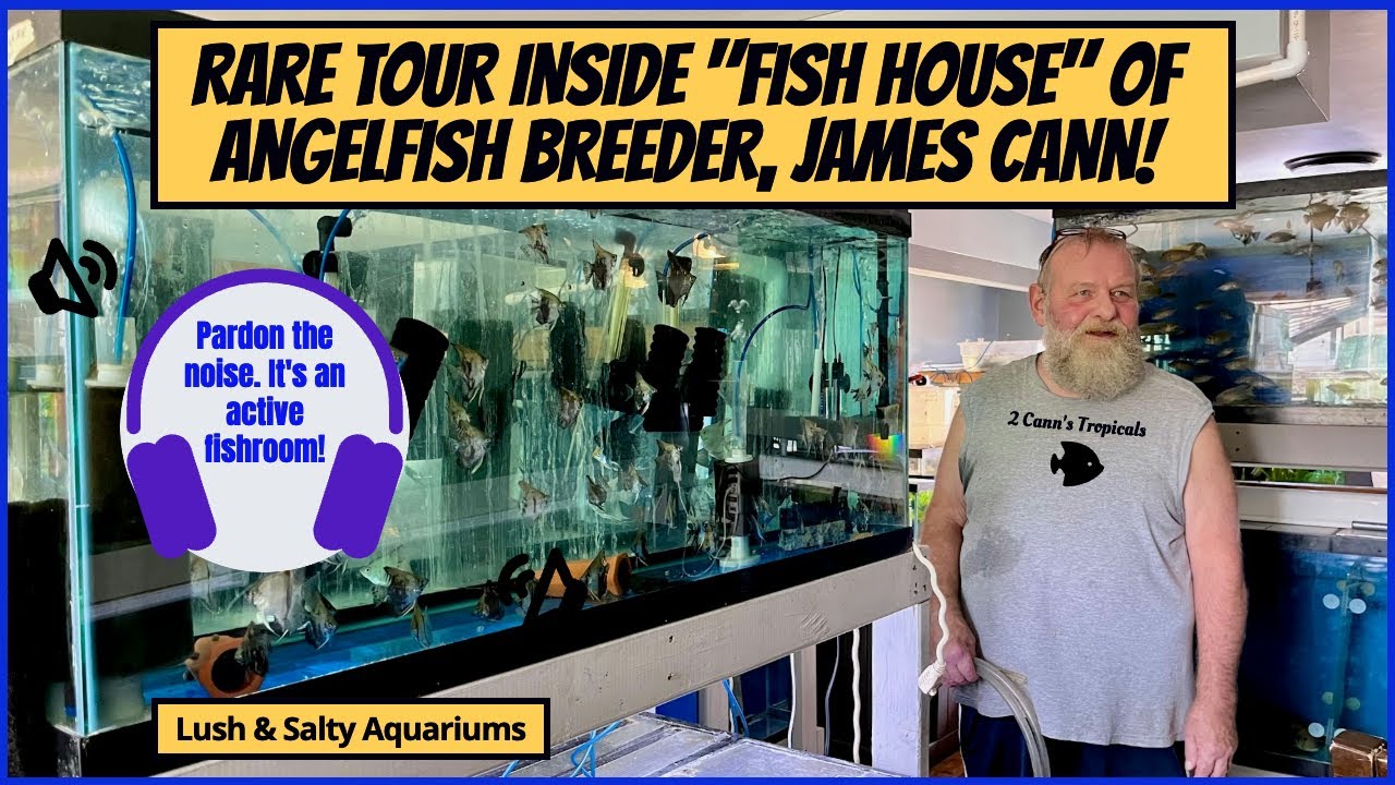 Rare Fishroom Tour! Angelfish Breeder: &ldquo;2 Cann&rsquo;s Tropicals&rdquo;