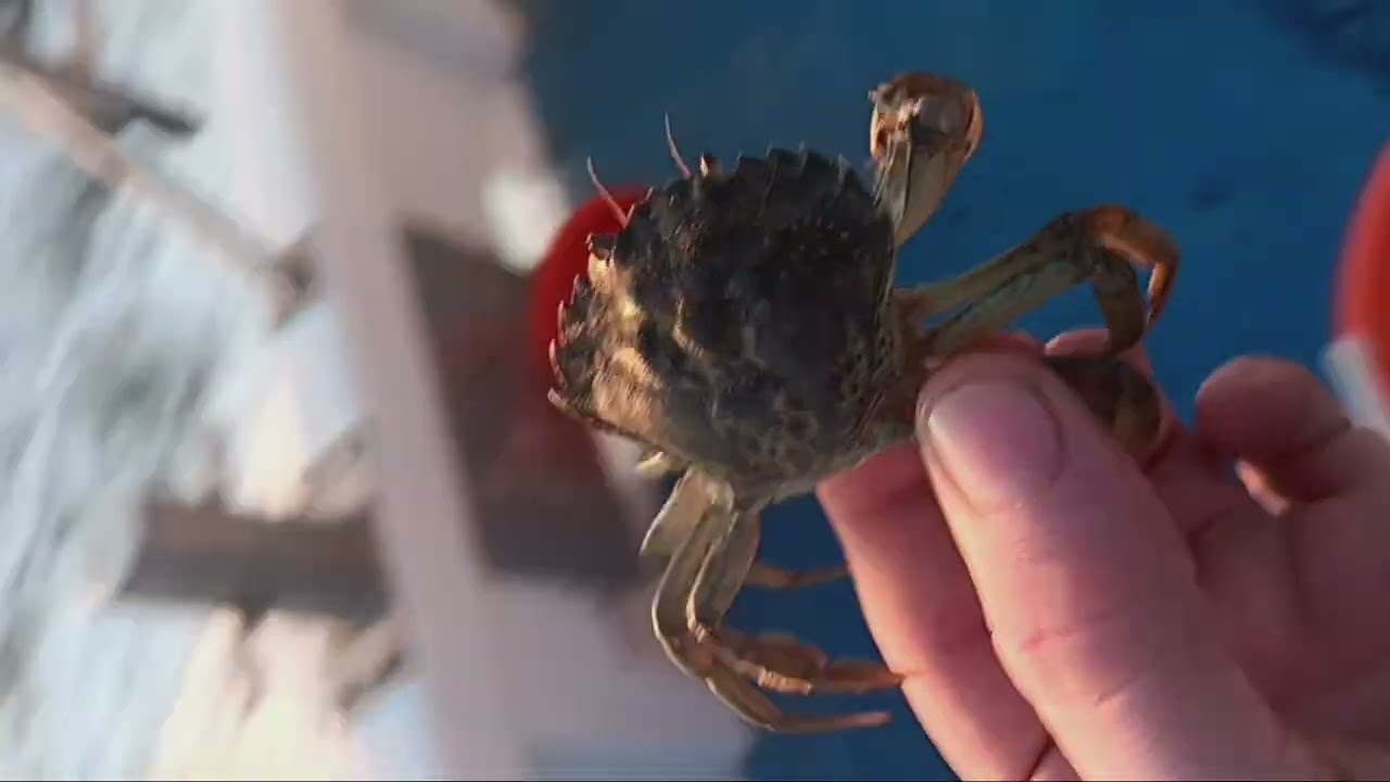 TOG'S FAVORITE SNACK. #tautog #blackfish #nycfishing #fishing #gypseacharters #crab #greencrab #tog