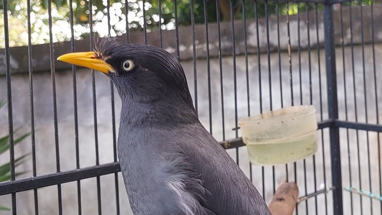 Jalak kebo gacor Pancingan Burung Jalak Malas Bunyi Eps 785