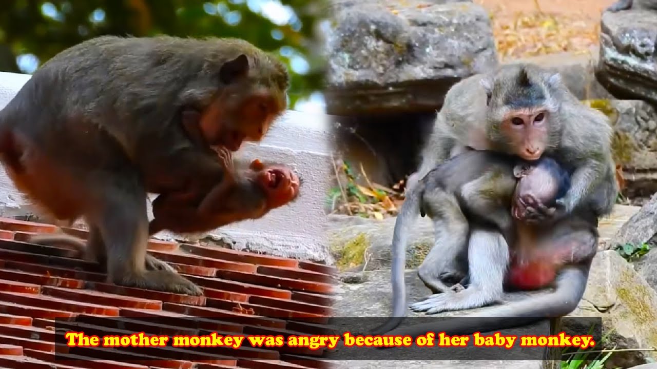 The baby monkey clung to its mother monkey, making her very angry.