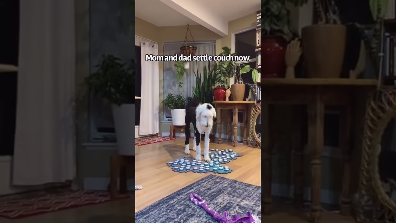 Sleepy Bunny #bunnythedog #talkingdog #fypシ #toddler