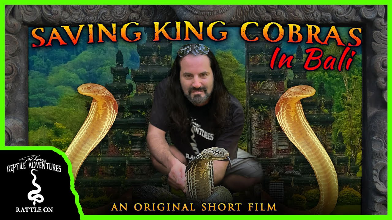 SAVING KING COBRAS IN BALI! (An Original Film)