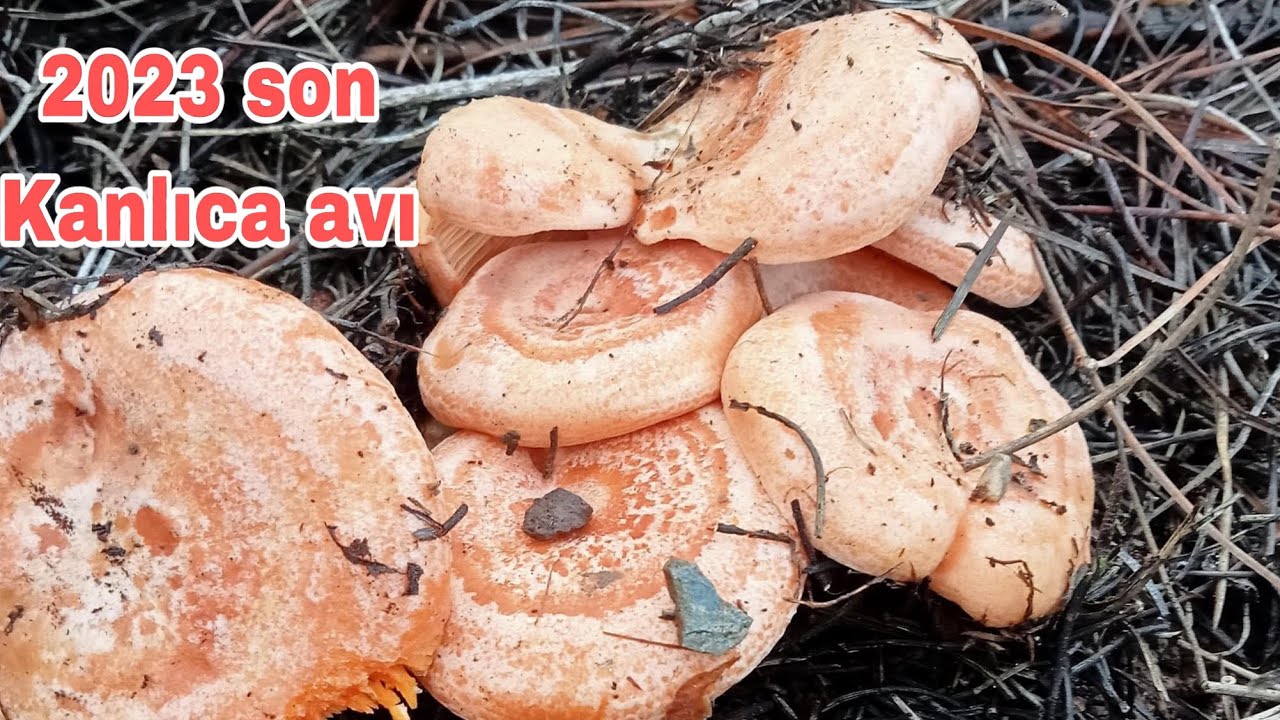 2023 yılının son kanlıca mantarı avı🍄çam melkisi🍄çintar🍄çam mantarı🍄mantar toplama🍄mantarlar