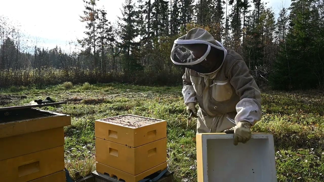 Oxalsyrabehandling