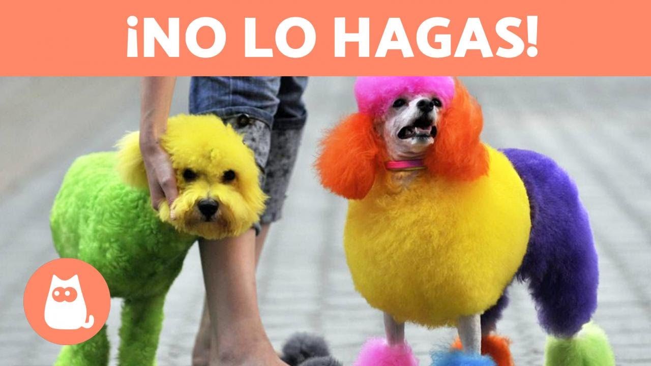 ¿Por qué NUNCA debes TEÑIR a tu PERRO? 🐶❌