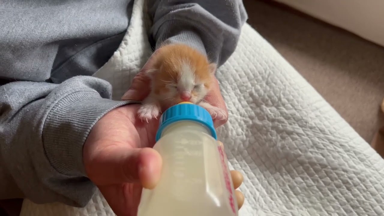 【保護猫】ミルクを飲む生後間もない子猫の信（しん）🐈🍼【子猫】