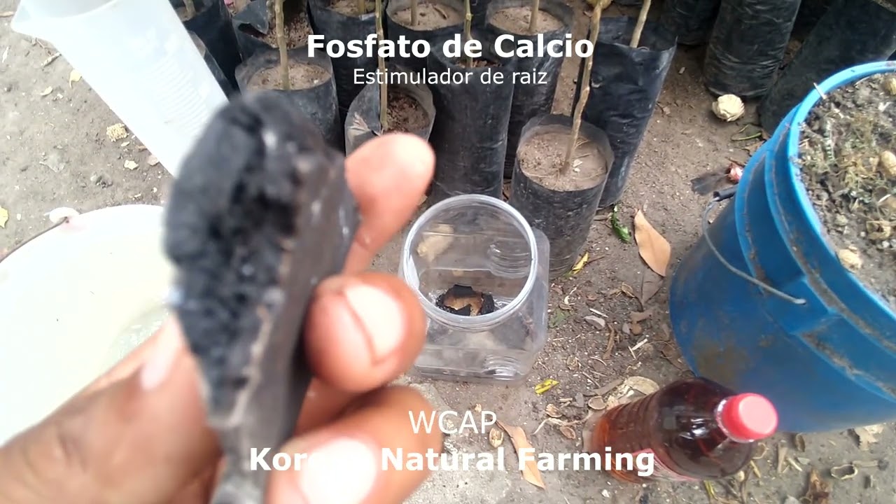 C&oacute;mo elaborar fosfato de calcio para estimular crecimiento de ra&iacute;z