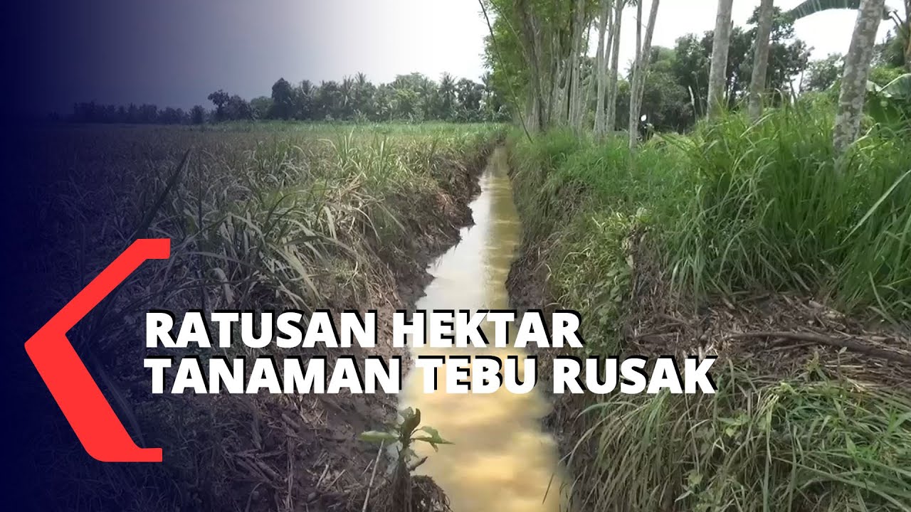 Ratusan Hektar Tanaman Tebu di Jember Rusak Terendam Banjir, Petani Terancam Gagal Panen