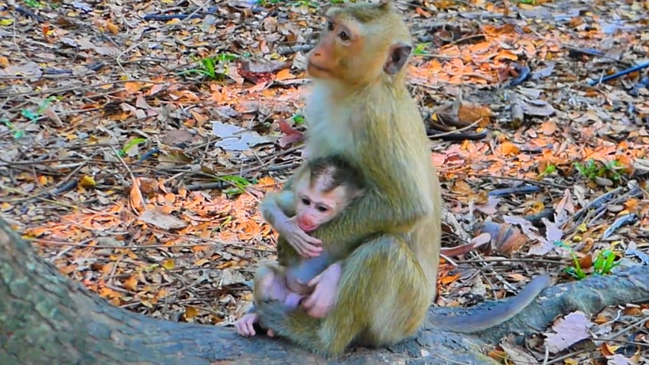 Sweet Baby Monkey Care 🐵🐒Monkey Rainbow Helps Mom Libby Care for Baby Levy