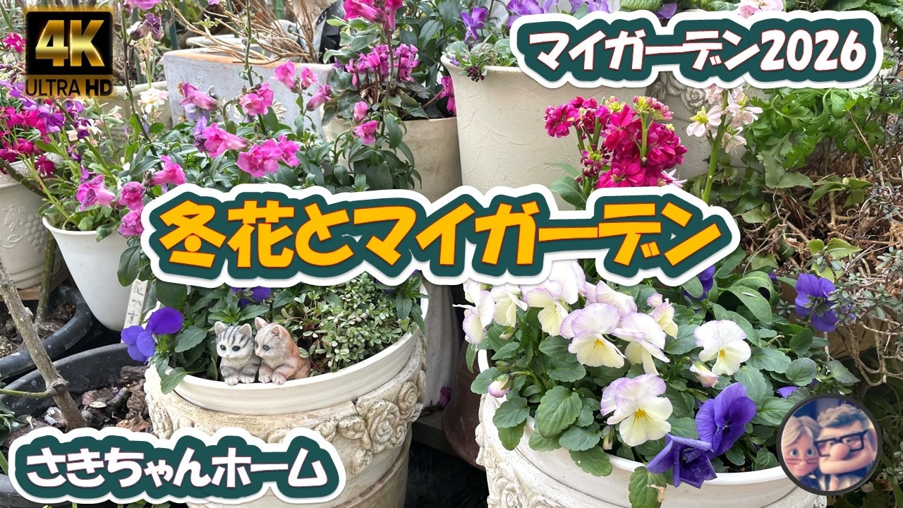 【4K】2026年2月10日 ‼️冬の花が咲いています。 #flowers #garden #癒し#薔薇は美しく散る #ばらの花 #gardening #rosegarden  #spring