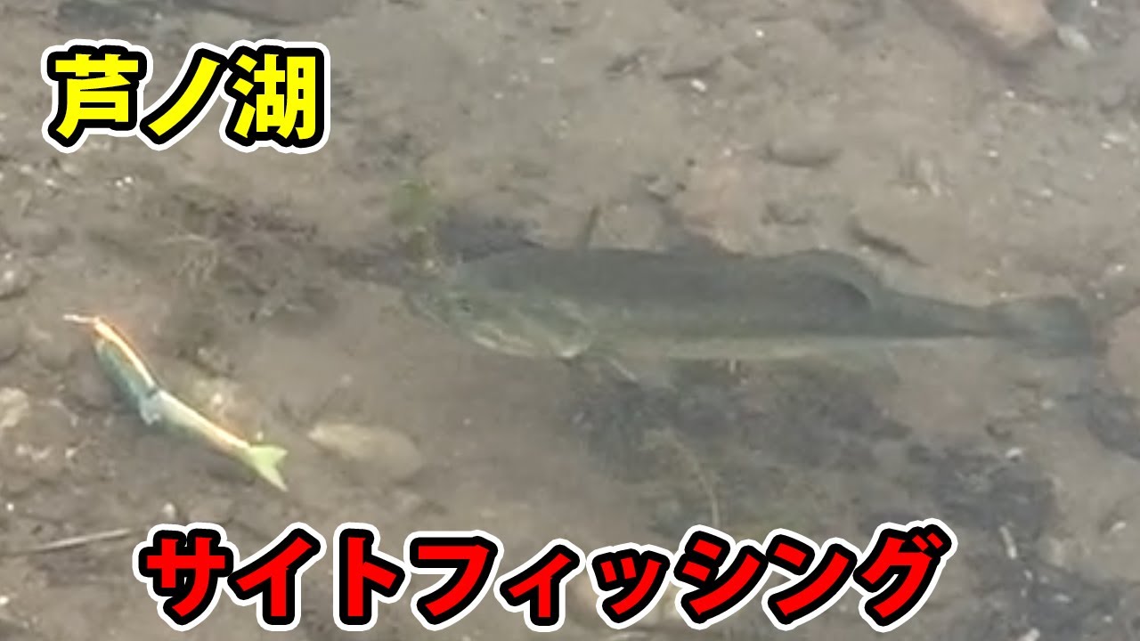 2度目の#芦ノ湖 ジョイクロ＆スモラバでサイトフィッシング #バス釣り