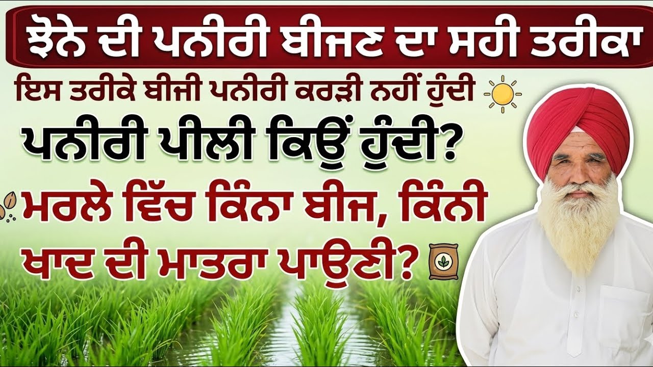 ਝੋਨੇ ਦੀ ਪਨੀਰੀ ਬੀਜਣ ਦਾ ਸਹੀ ਤਰੀਕਾ। ਪਨੀਰੀ ਪੁੱਟਣ ਲਈ ਕਰੜੀ ਕਿਉਂ ਹੁੰਦੀ?