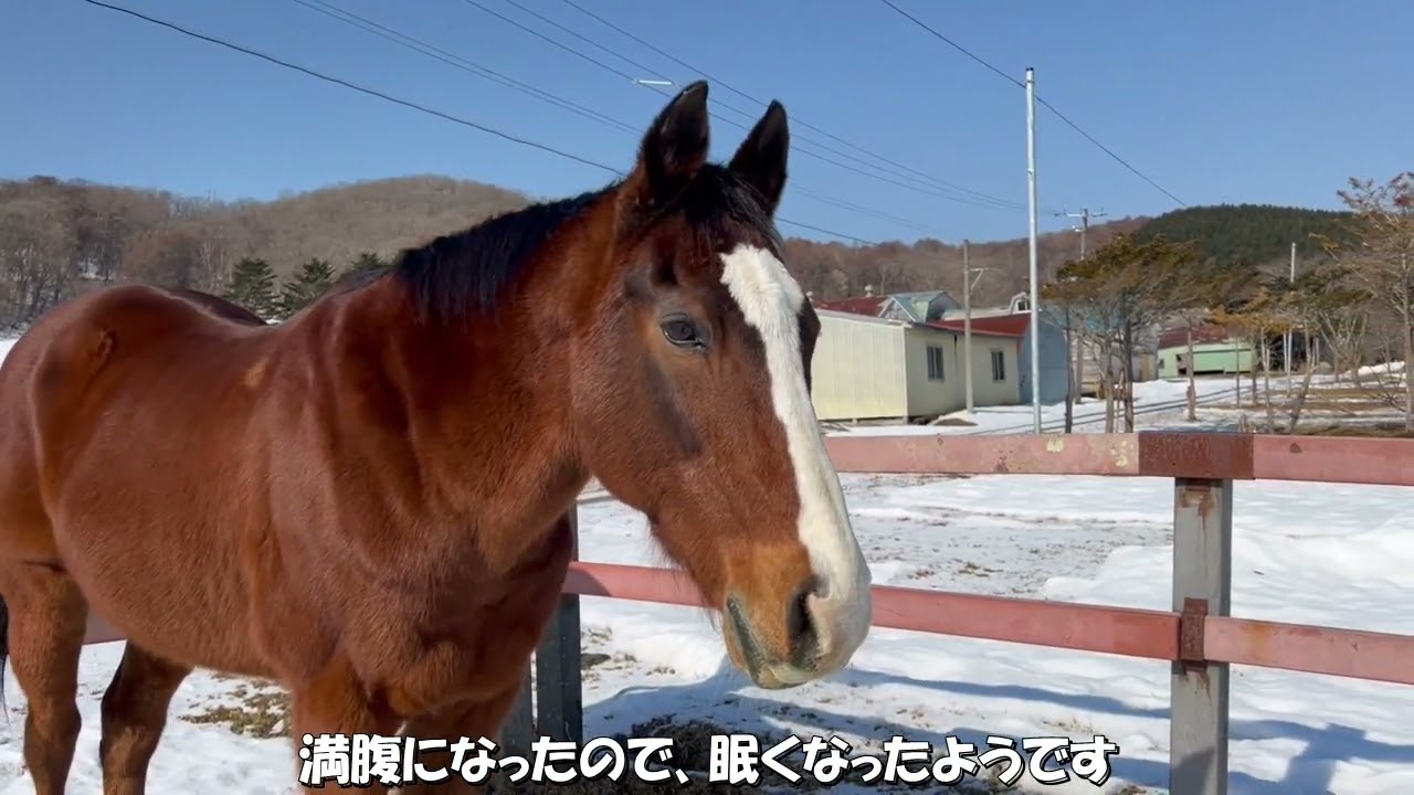 乾草を食べた後、寝始めるドトウ