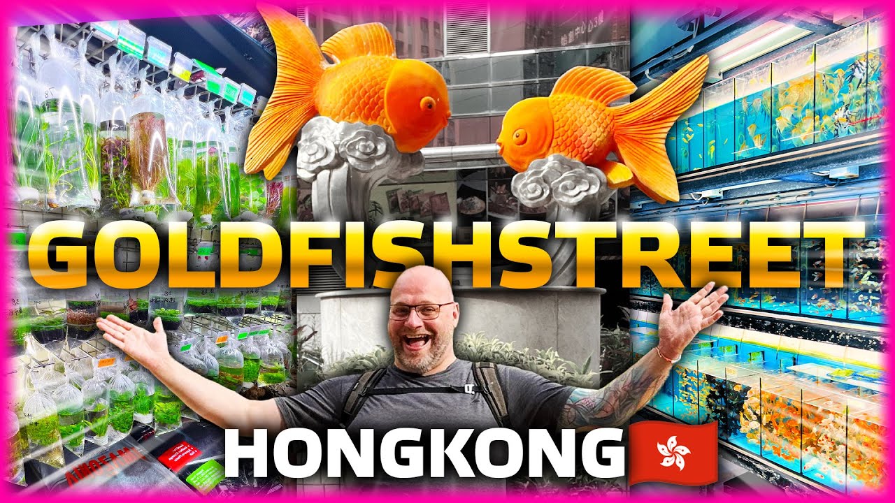 Geheimnisse der Goldfish Street: Hongkongs einzigartiger Fischmarkt!