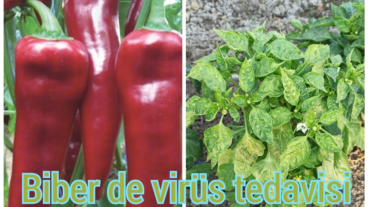 biber de virüs nasıl önlenilir