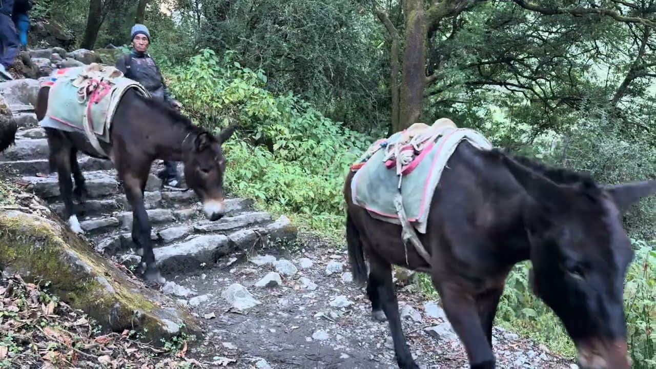 Donkeys supplying food #Langtang #mountain #Himalayas #hiking #hardwork #nepal #donkey #jspt #trek 