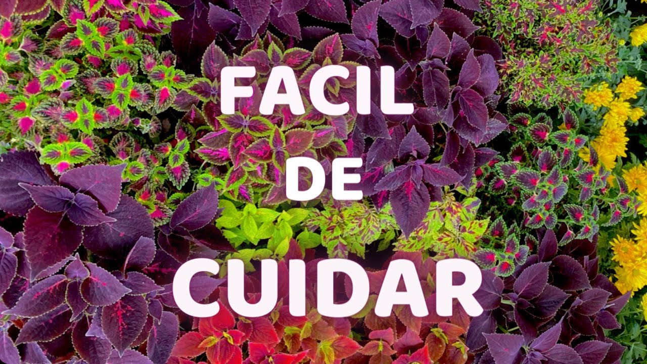 NADIE TE DICE ESTE SECRETO DE LOS COLEOS POR ESO MUEREN || HUERTO CITADINO