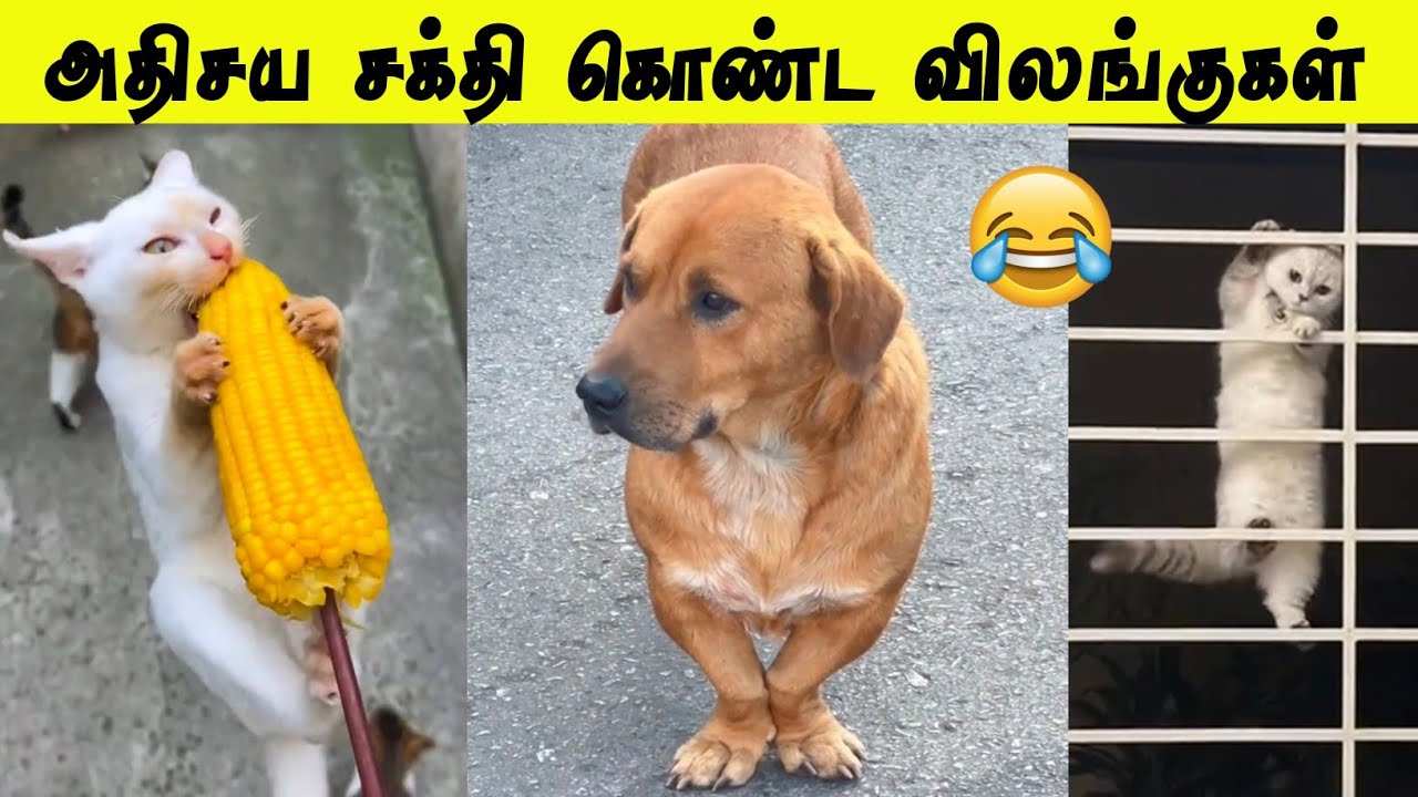 மகாசக்தி கொண்ட விலங்குகள் 🤣 | ஓரம்போ ஓரம்போ தலைவர் வராரு