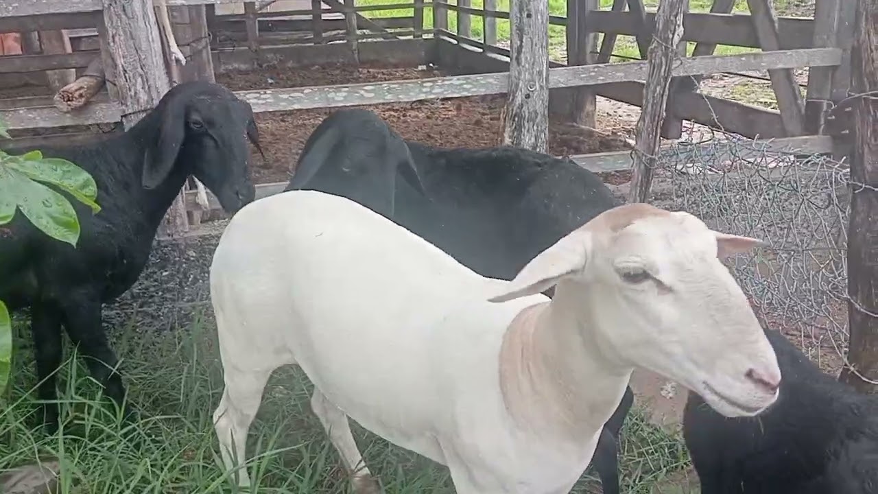 Parte-2 da minha criação de carneiros!🐑