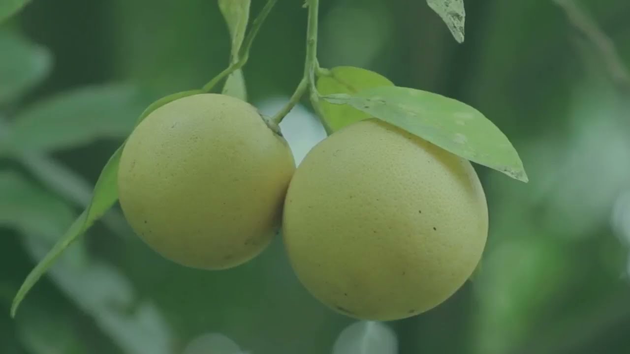 Dangolas chegando no Trato Verde