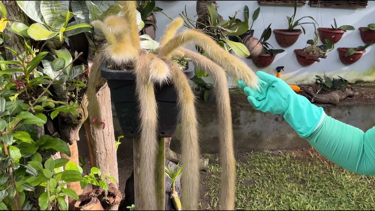 COMO FAZER MUDAS DE REPLANTAR SEU CACTO RABO DE MACACO