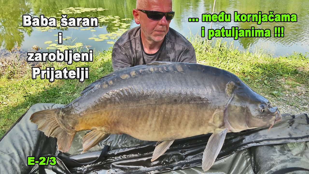 Baba šaran i zarobljeni Prijatelji - amuri i šarani među kornjačama i pastatima E-2/3 / VSP Pavičić