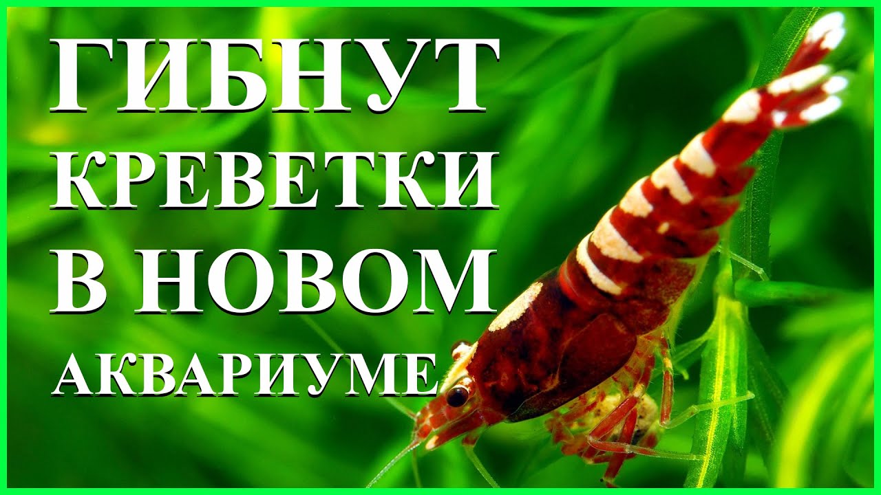 гибнут креветки в аквариуме  причины и что делать?