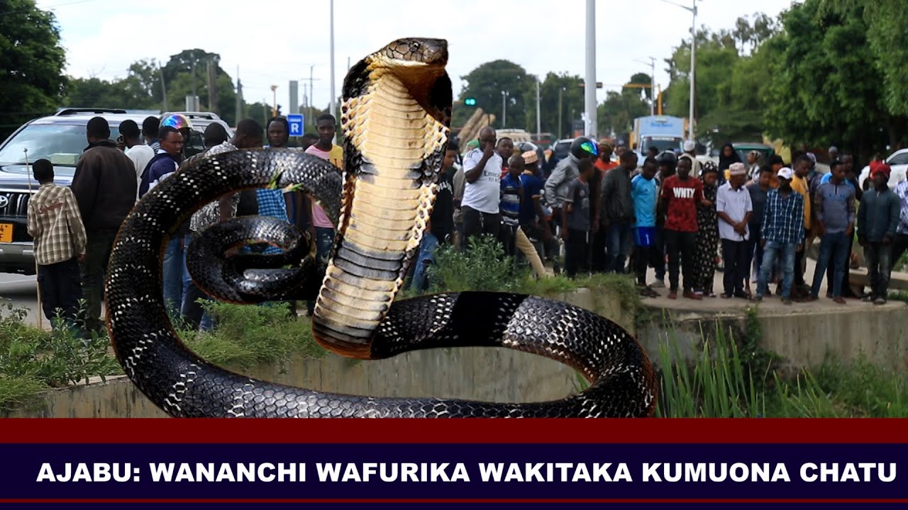AJABU: WANANCHI WAFURIKA WAKITAKA KUMUONA CHATU, TUSIPUUZWE KATUMWA HUYU