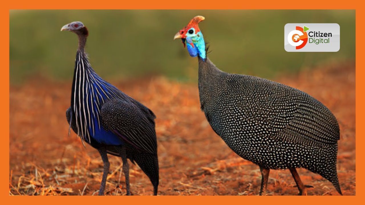 | KENYA'S GOLD | Rearing of Ornamental Birds [Part 1]