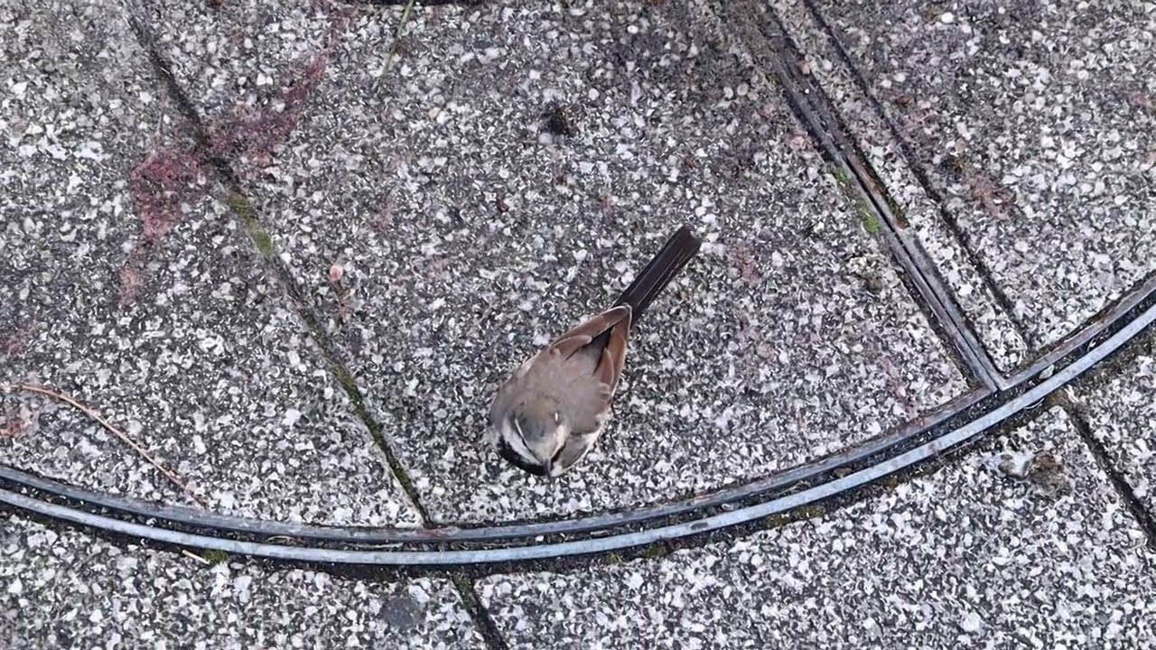 🐦️ニシオジロビタキ？イワミセキレイ？🐦️　かなりの繁華街の中、大粘りでトコトコ歩き（走り）続けるシーン　野鳥動画　蒲田駅東口商店街沿いにて