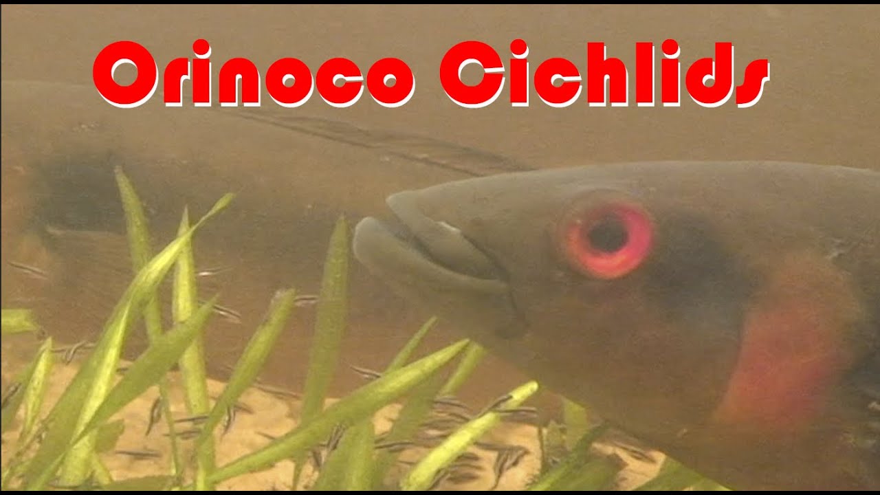 Lower Orinoco Cichlids in nature: Apistogramma , Crenicichla , Cichlasoma and Satanoperca in nature