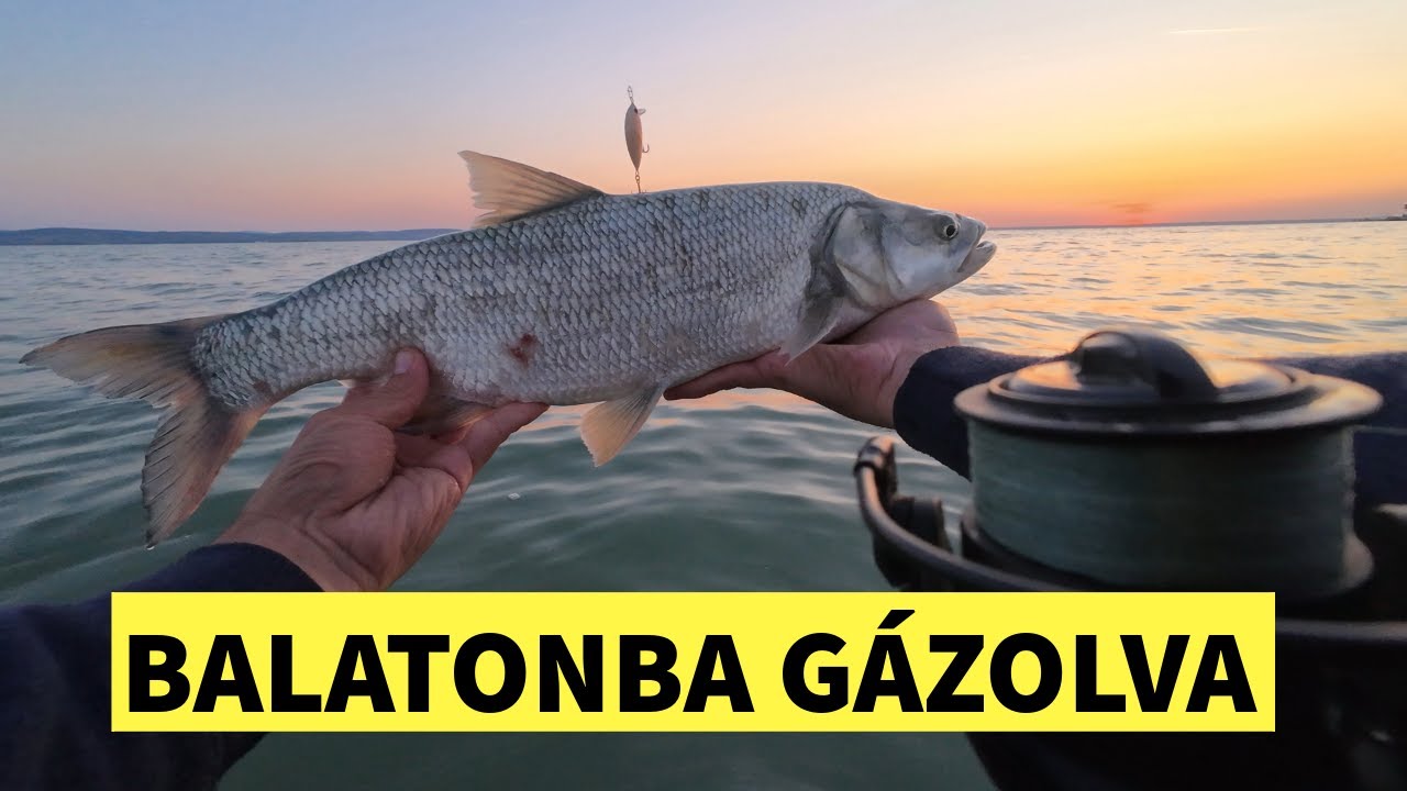 Balatoni balinozás 1. | Gázlós PECA és Kishal FOCI