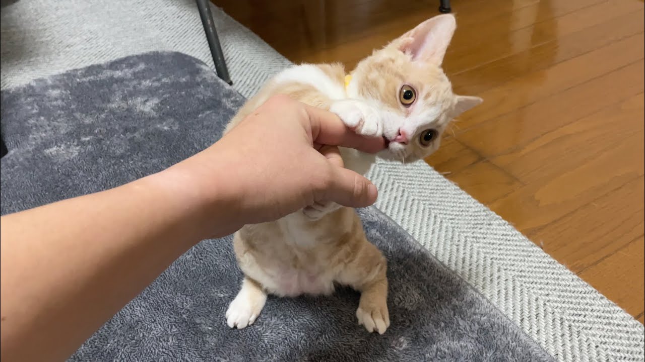 【短足】希少猫スクーカムが魅せるマンチカン立ち！