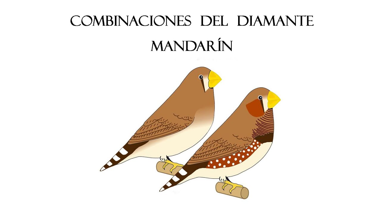 COMBINACIÓN DE MUTACIONES DEL DIAMANTE MANDARÍN