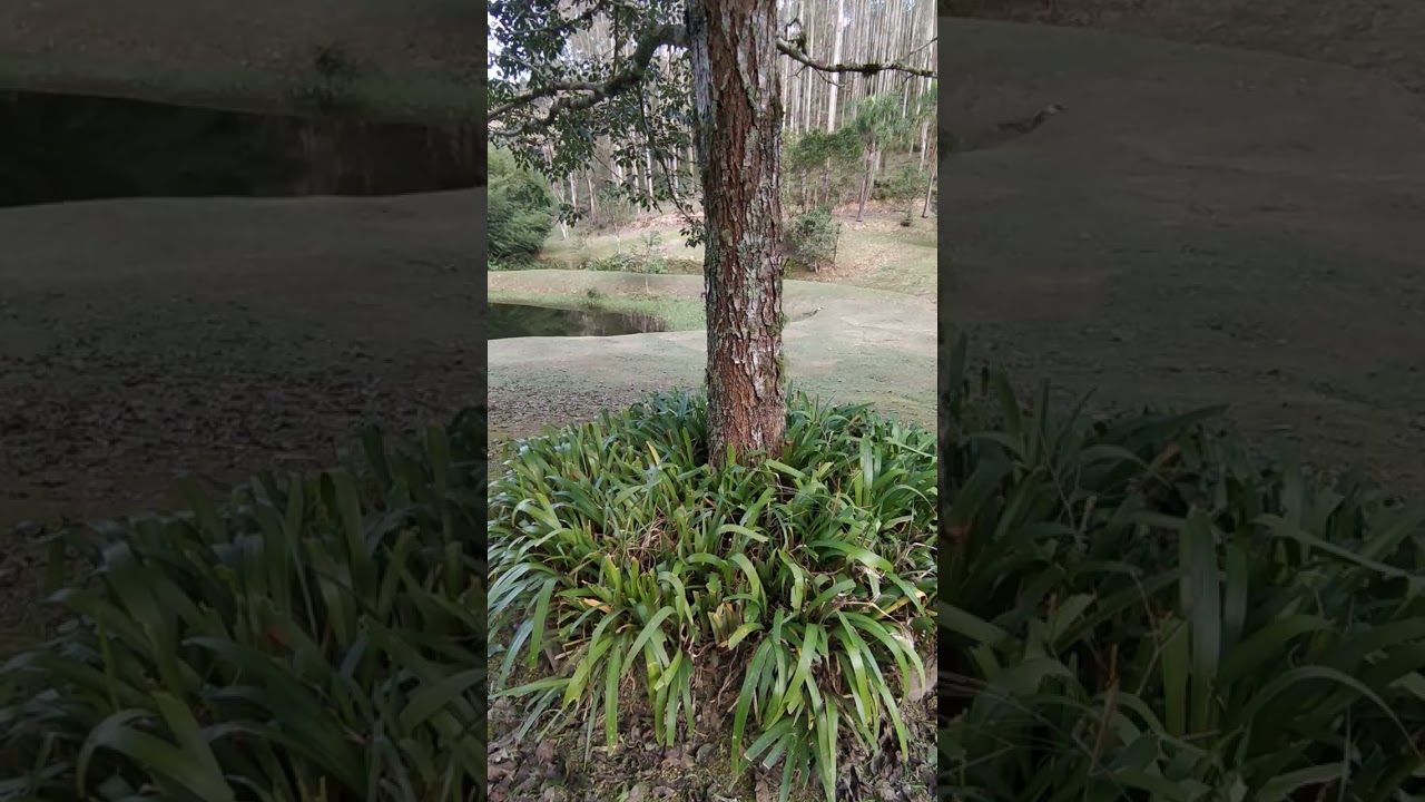 Vende Sítio com 240 hectares , 1.650.000,00, Mirim Doce SC