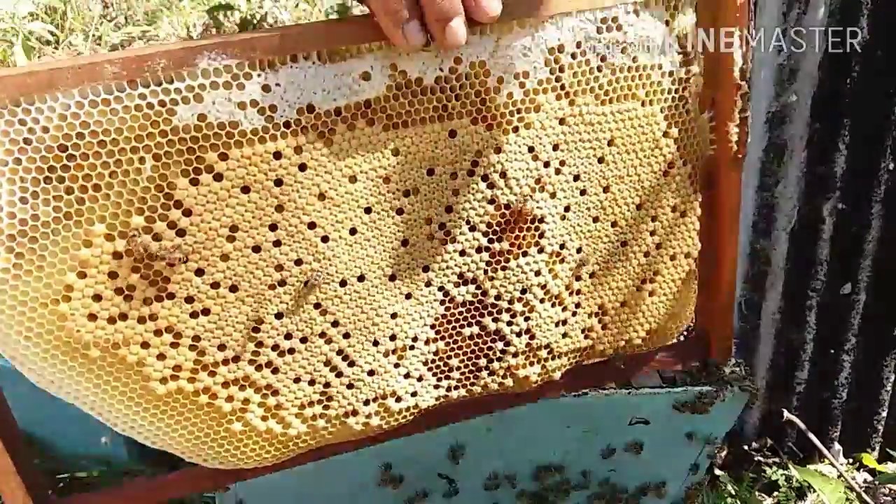 Abelhas Rainhas Novas Selecionadas, Colmeias Com Crescimento Acelerado
